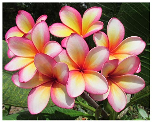 Exotica Tropicals Professional Nursery Grade Plumeria Fertilizer 4 LB 6 Month Slow Release Frangipani Plant Food