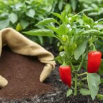 Are Coffee Grounds Good For Pepper Plants