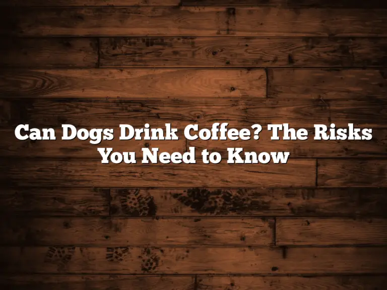 Can Dogs Drink Coffee? The Risks You Need to Know