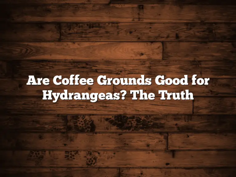 Are Coffee Grounds Good for Hydrangeas? The Truth