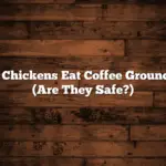 Do Chickens Eat Coffee Grounds? (Are They Safe?)