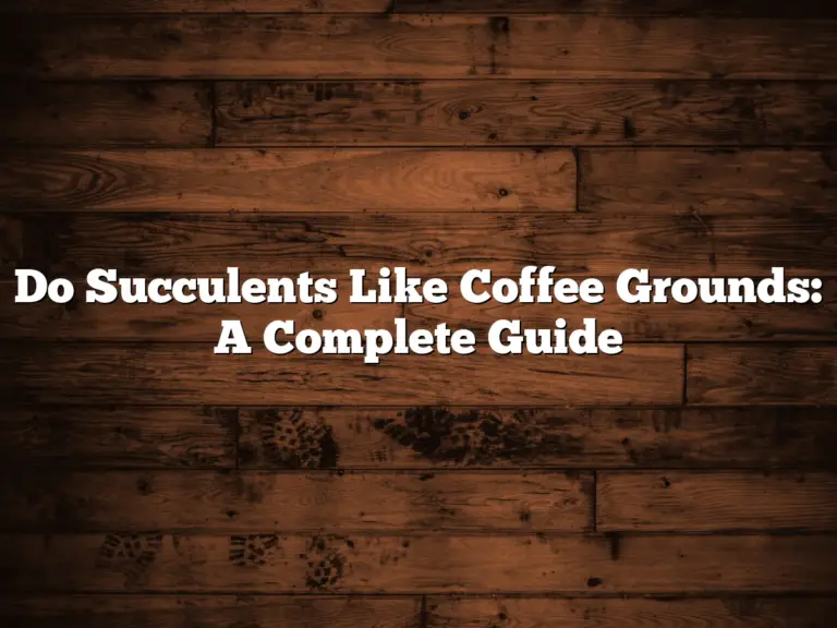 Do Succulents Like Coffee Grounds: A Complete Guide