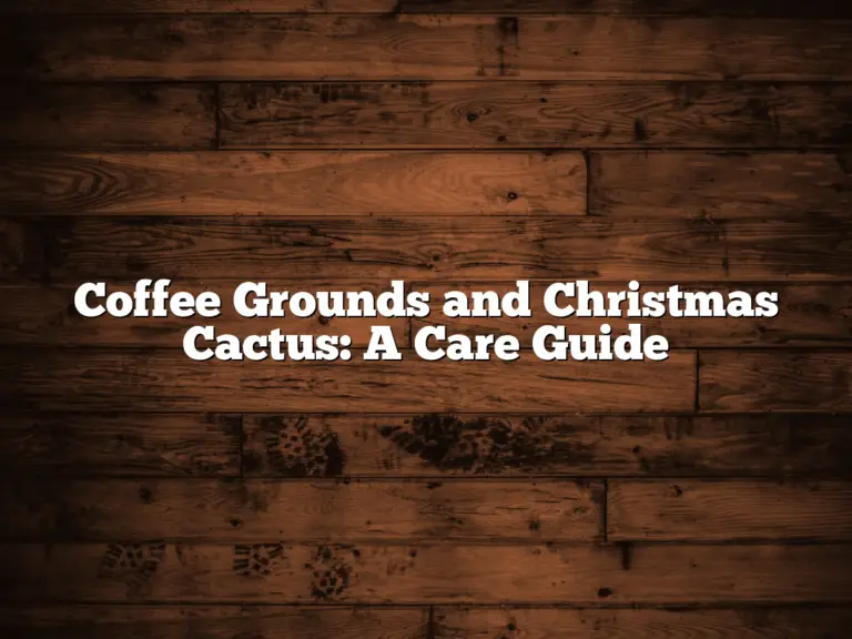 Coffee Grounds and Christmas Cactus: A Care Guide