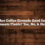 Are Coffee Grounds Good for Tomato Plants? Yes, No, & How