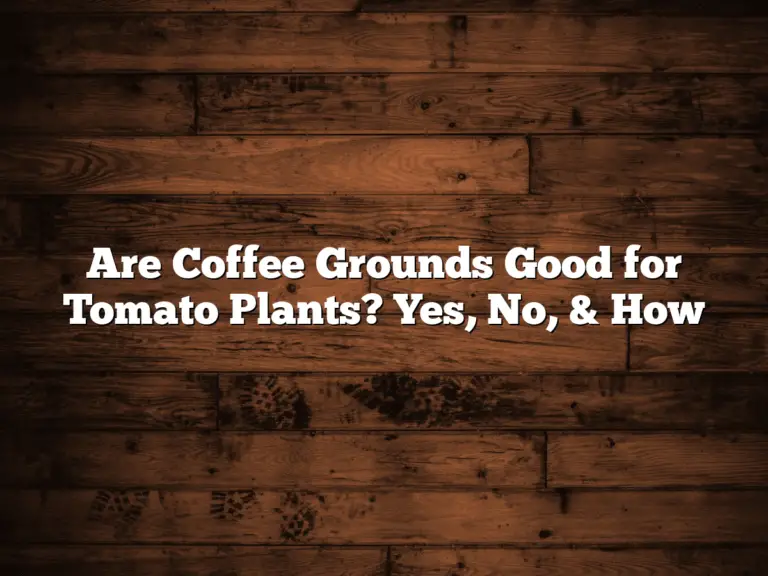 Are Coffee Grounds Good for Tomato Plants? Yes, No, & How