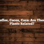 Coffee, Cocoa, Coca: Are These Plants Related?