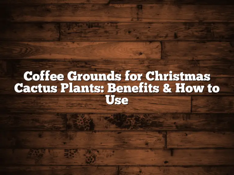 Coffee Grounds for Christmas Cactus Plants: Benefits & How to Use
