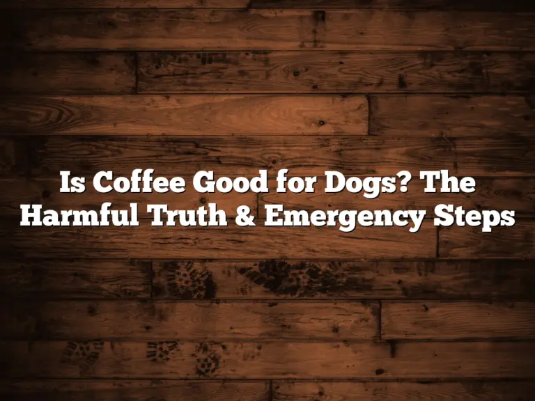 Is Coffee Good for Dogs? The Harmful Truth & Emergency Steps