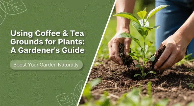 Using Coffee & Tea Grounds for Plants: A Gardener's Guide 3 Using Coffee & Tea Grounds for Plants: A Gardener's Guide